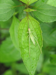 Oecanthus texensis