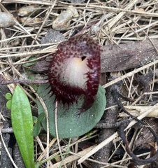 Corybas hispidus