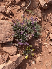 Astragalus desperatus