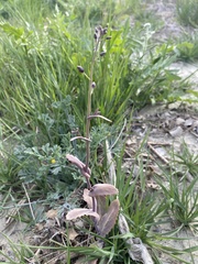 Caulanthus amplexicaulis