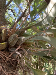 Rhynchostele candidula