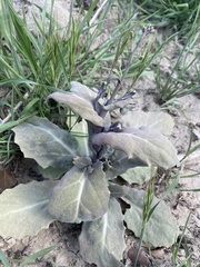 Caulanthus amplexicaulis