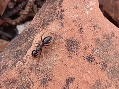 Camponotus hyatti