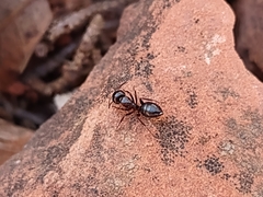 Camponotus hyatti