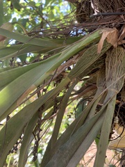 Rhynchostele candidula