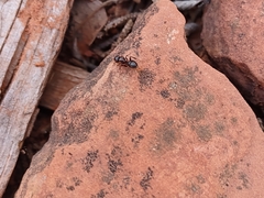 Camponotus hyatti