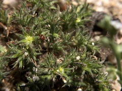 Loeflingia squarrosa