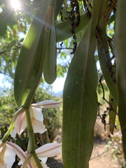 Rhynchostele candidula