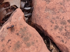 Camponotus hyatti