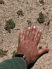 Loeflingia squarrosa