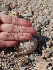 Nemacladus secundiflorus robbinsii