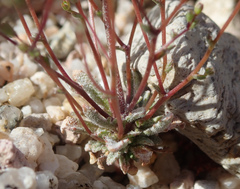 Nemacladus secundiflorus robbinsii