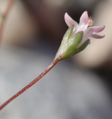 Nemacladus secundiflorus robbinsii