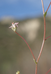 Nemacladus secundiflorus robbinsii