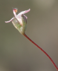 Nemacladus secundiflorus robbinsii