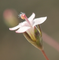 Nemacladus secundiflorus robbinsii