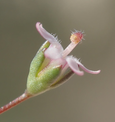 Nemacladus secundiflorus robbinsii