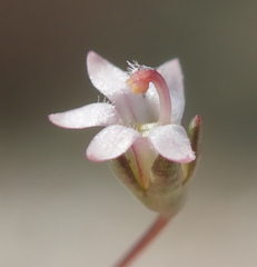 Nemacladus secundiflorus robbinsii