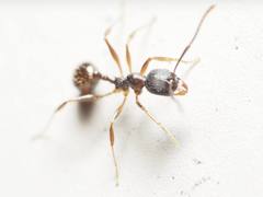 Aphaenogaster picea