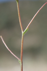 Nemacladus secundiflorus robbinsii