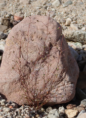 Nemacladus secundiflorus robbinsii