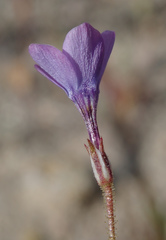 Gilia tenuiflora
