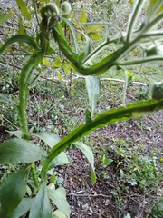 Stenachaenium macrocephalum