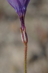 Gilia tenuiflora