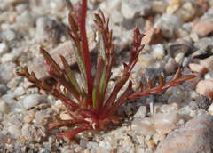 Gilia tenuiflora