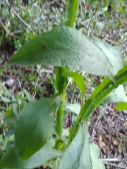Stenachaenium macrocephalum