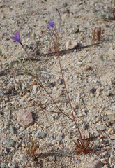 Gilia tenuiflora