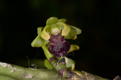 Luisia tristis