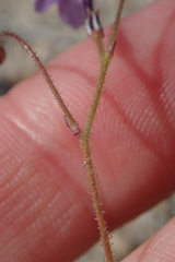 Gilia tenuiflora