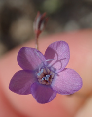 Gilia tenuiflora