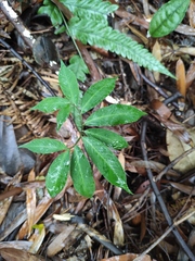 Arisaema heterophyllum
