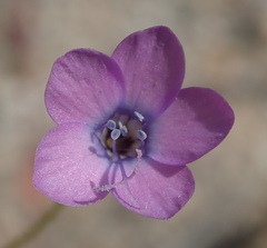 Gilia tenuiflora