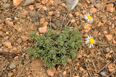 Erigeron concinnus condensatus