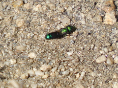 Hoplitis fulgida