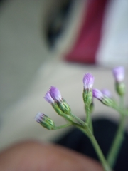 Cyanthillium cinereum