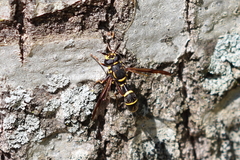 Sphiximorpha willistoni