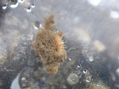 Tritonicula myrakeenae