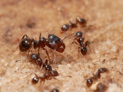 Pheidole pilifera