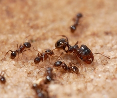 Pheidole pilifera