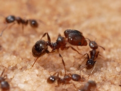 Pheidole pilifera