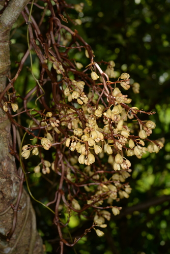 Erythrorchis altissima iNat (2)