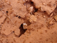 Solenopsis aurea