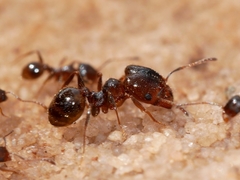 Pheidole pilifera
