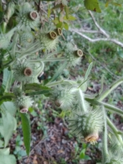 Stenachaenium macrocephalum