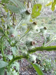 Stenachaenium macrocephalum