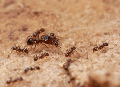 Pheidole pilifera